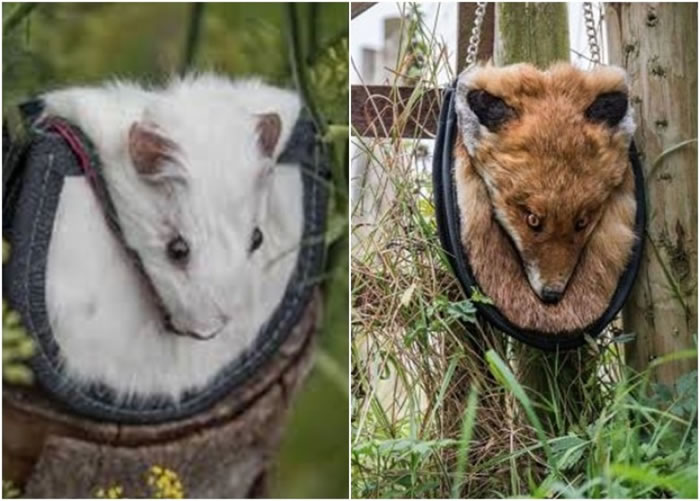 ����˹�Ժ���ʬ��������Ƥë�ִ���