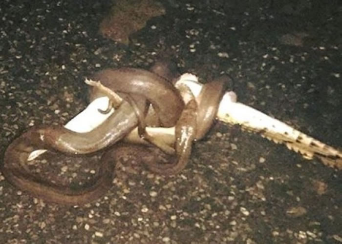 动物界奇观:澳洲西部金伯利3米蟒蛇轻易猎杀淡水鳄