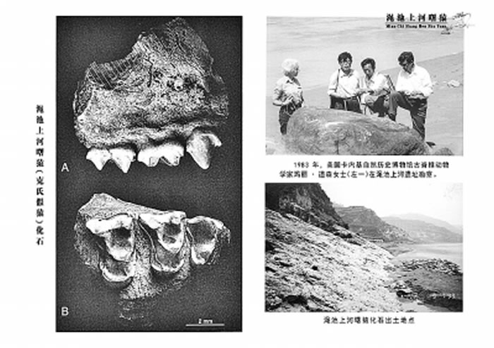 发现渑池上河曙猿(克氏假猿)化石