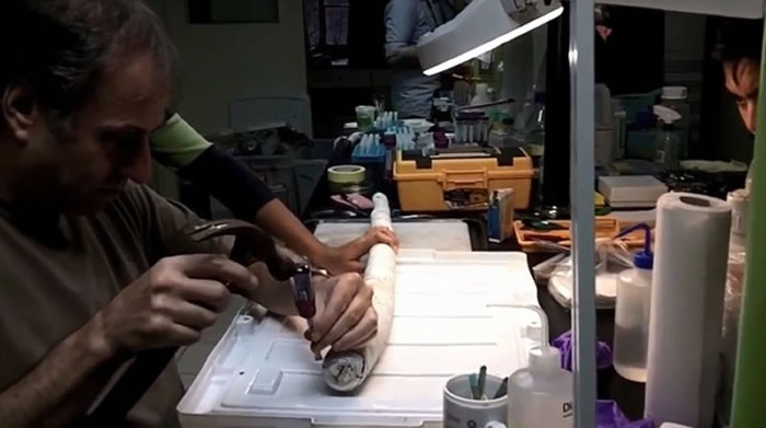 科学家敲开船蛆的硬壳。(图/翻摄自美国国家科学院院刊 PNAS)