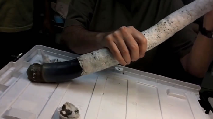 船蛆从硬壳里滑出。(图/翻摄自美国国家科学院院刊 PNAS)