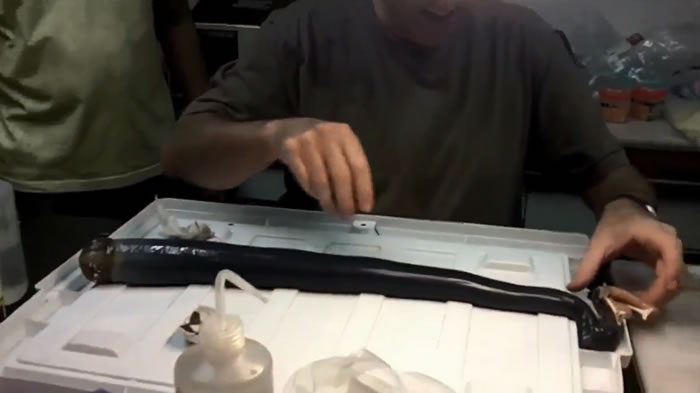 这条船蛆蛤体型巨大,长达1.55公尺。(图/翻摄自美国国家科学院院刊 PNAS)