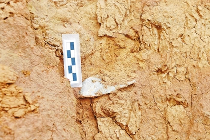 灵宝贾村旧石器地点发现的人工石器