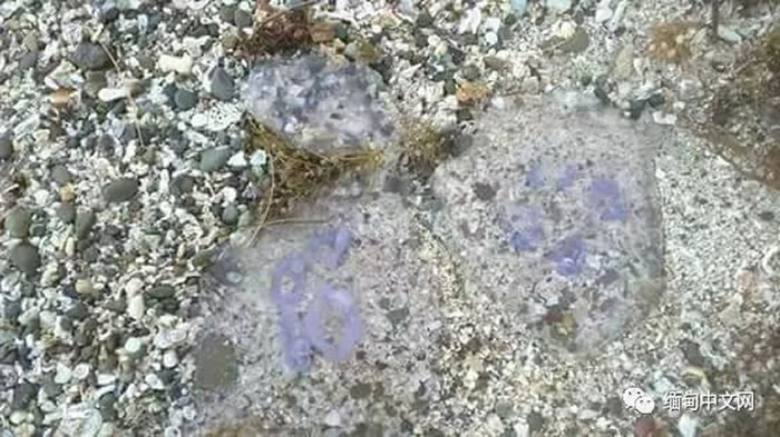 毒性为河豚450倍的海蜇现身缅甸海滩