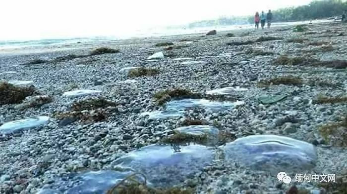 毒性为河豚450倍的海蜇现身缅甸海滩
