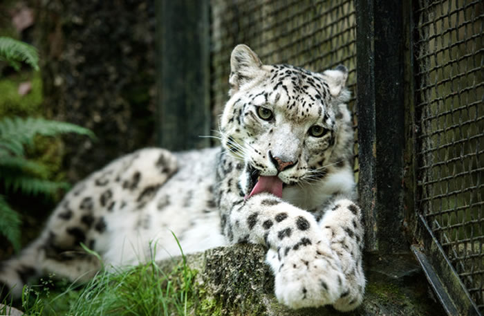 野生动物过度盗猎栖息地破坏恐引发物种大灭绝