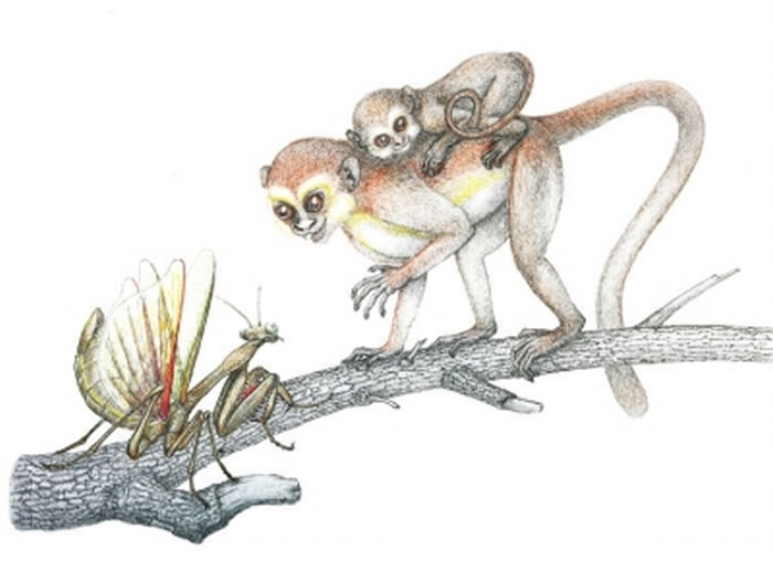 中国科学家研究完成了曙猿复原图