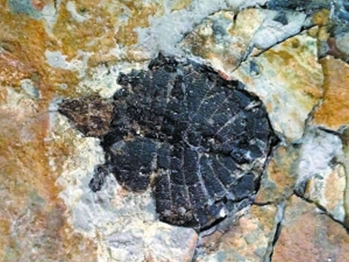 三水盆地发现的龟鳖类化石。