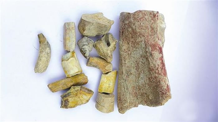 上河曙猿化石 (资料图)