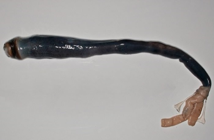 ��������ڳ��֣��Ҿ���ԡ�