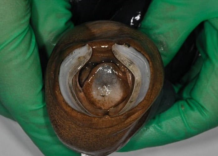 ��������ſ�һ�̡�