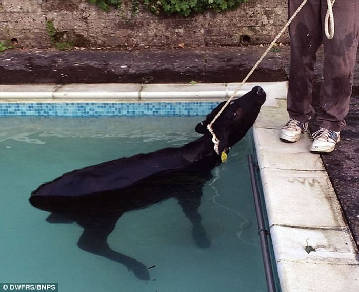 Ӣ�������ؿ��ڿ�ţҹ�������԰����Ӿ��