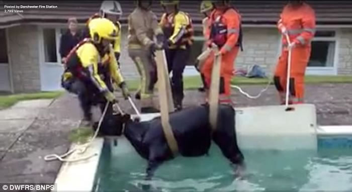 Ӣ�������ؿ��ڿ�ţҹ�������԰����Ӿ��