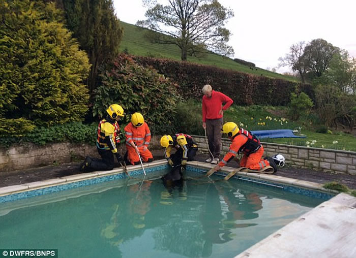 Ӣ�������ؿ��ڿ�ţҹ�������԰����Ӿ��