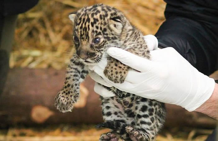 英国首只美洲豹幼崽在赫特福德郡天堂野生动物园出生