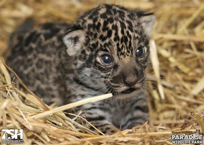 英国首只美洲豹幼崽在赫特福德郡天堂野生动物园出生