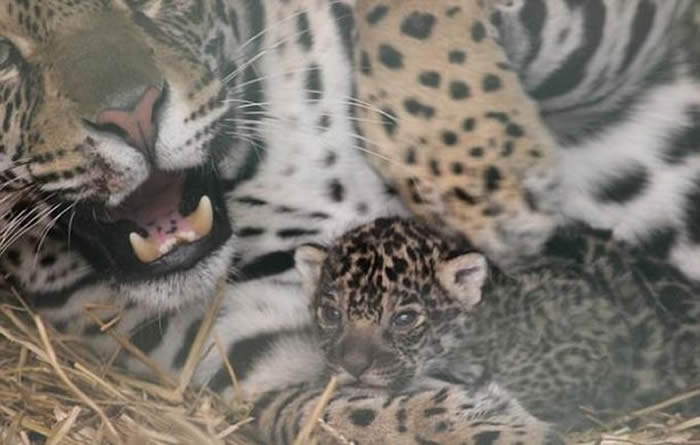 英国首只美洲豹幼崽在赫特福德郡天堂野生动物园出生