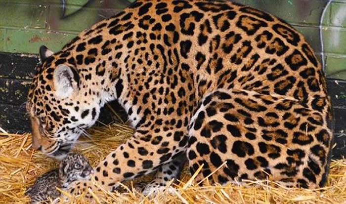 英国首只美洲豹幼崽在赫特福德郡天堂野生动物园出生