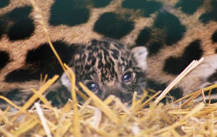 英国首只美洲豹幼崽在赫特福德郡天堂野生动物园出生