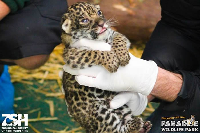 英国首只美洲豹幼崽在赫特福德郡天堂野生动物园出生