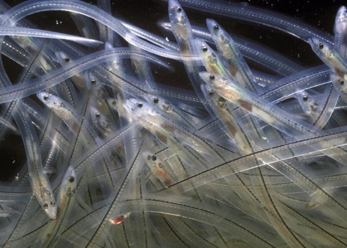 ������Ը�Ӧ�ų���������ͼƬ��