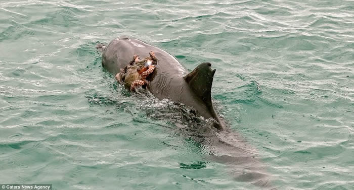 澳洲麦觉里港海豚在海面跳上跳下意图吃掉背上黏着的章鱼