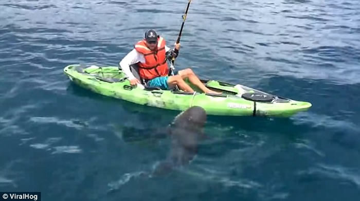 美国佛罗里达州钓鱼郎大战公牛鲨 最终被迫弃艇逃亡