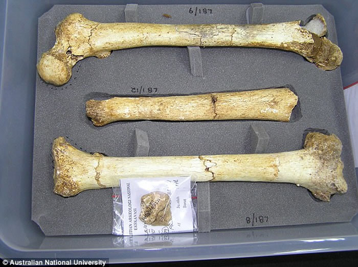 人类进化史最新研究推测在印尼弗洛勒斯洞穴发现的弗洛勒斯人或属最古老人种