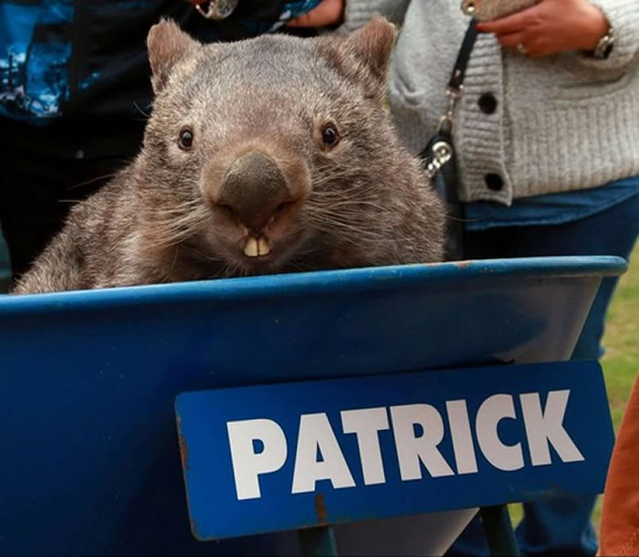 派翠克生前都会坐着这台推车四处与游客互动。