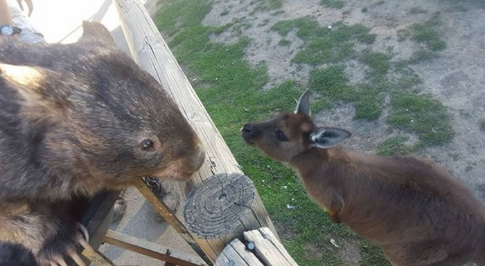 派翠克时常与园内的动物互动。