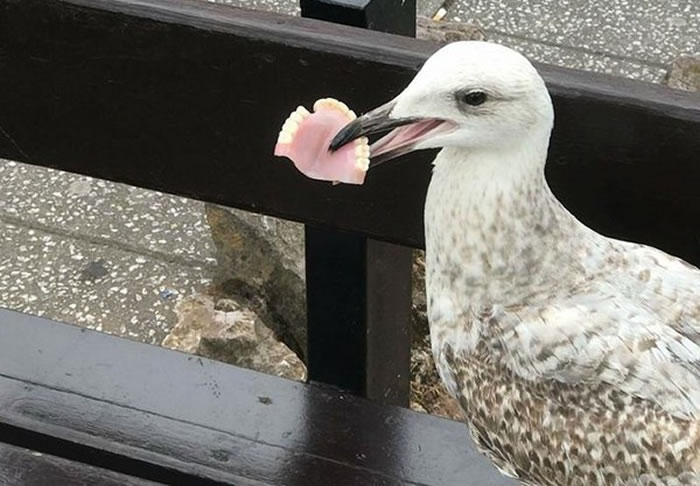 谁丢了假牙请找这只海鸥认领