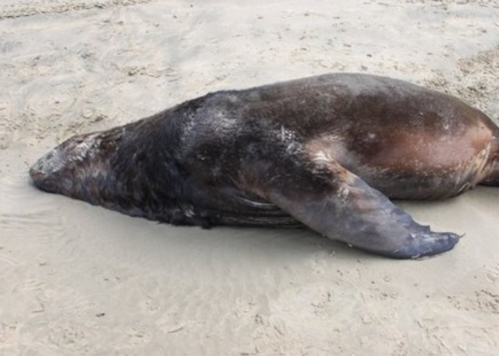 ��ʨ����ǹɱ���Ρ�