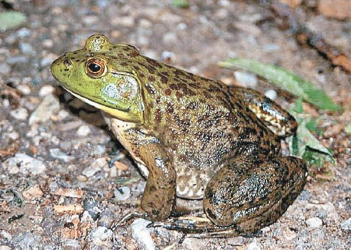 ںֵطţΪȣΩʳɥͼƬ