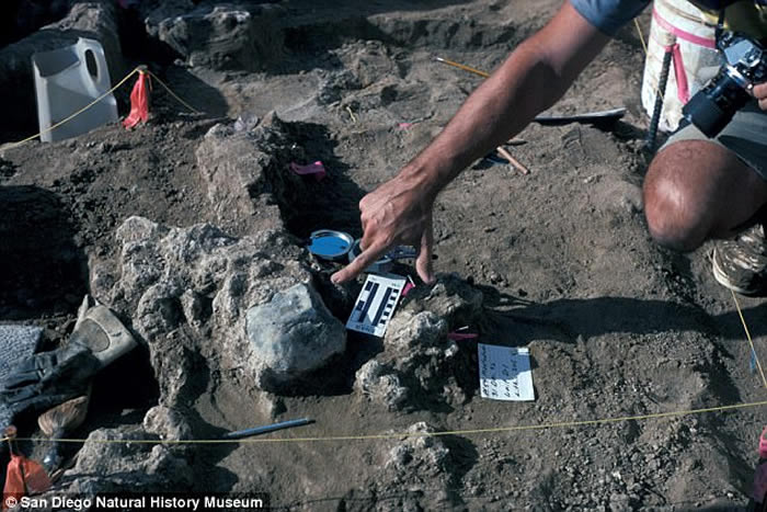 乳齿象骨骼打击痕迹或证明13万年前美洲大陆已有人类存在