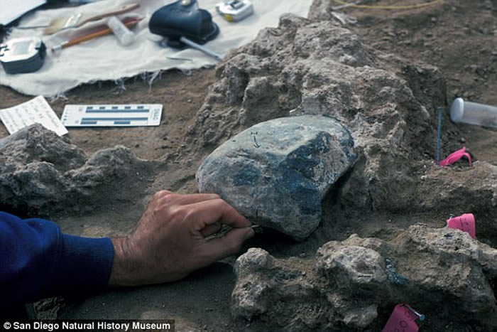 乳齿象骨骼打击痕迹或证明13万年前美洲大陆已有人类存在