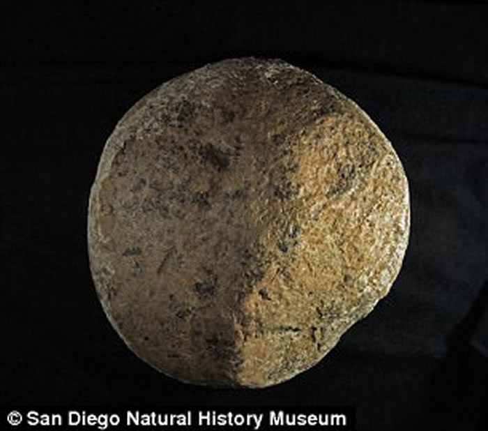 乳齿象骨骼打击痕迹或证明13万年前美洲大陆已有人类存在