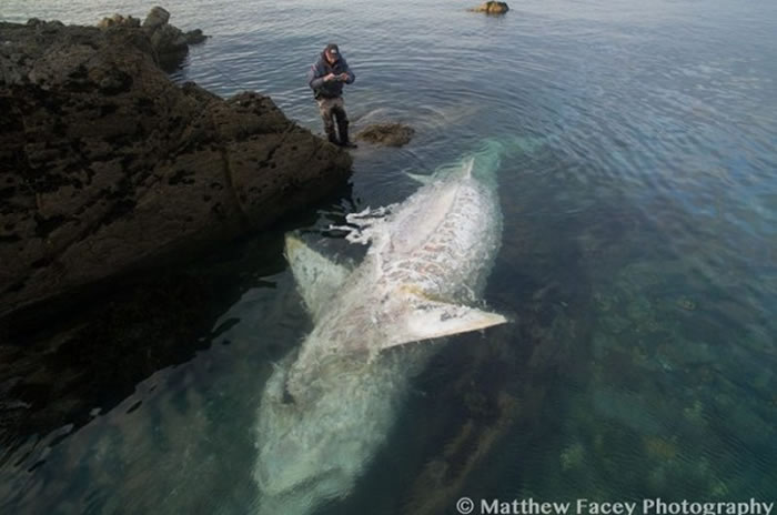 英国康瓦尔郡海边发现罕见世界上最大鲨鱼姥鲨尸体