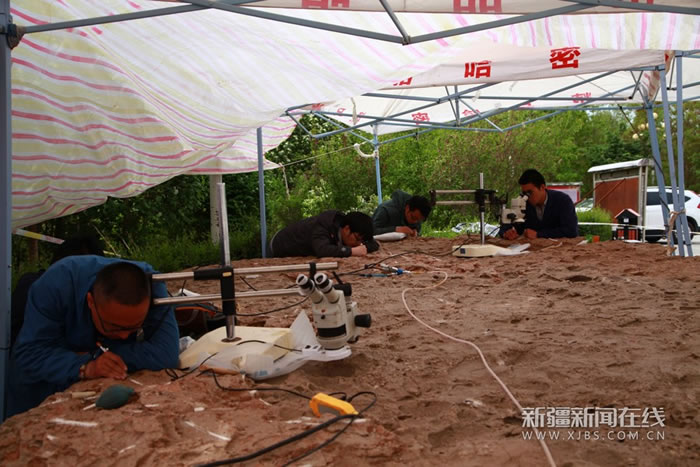 世界已知最大翼龙化石标本“翼之巢”将在新疆哈密亮相