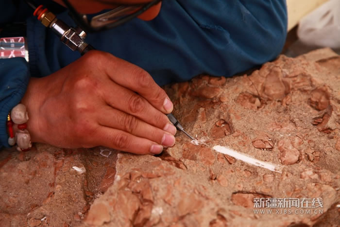 世界已知最大翼龙化石标本“翼之巢”将在新疆哈密亮相