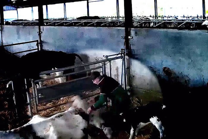 Ӣ����Ĭ���ؿ�19��ũ��ѧͽ��Ϊʧ������ţ����Ѫ����