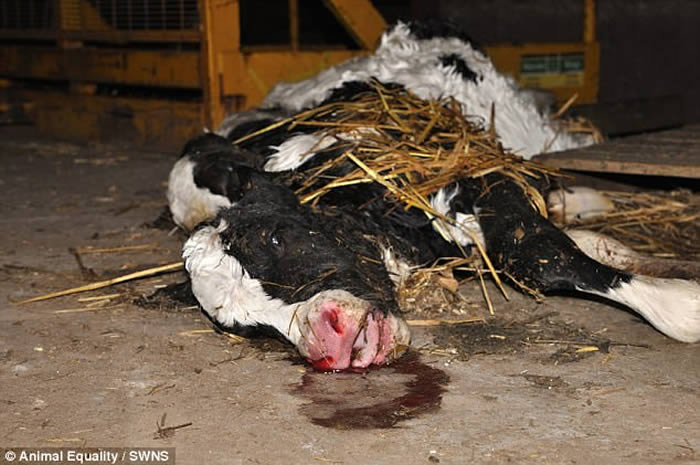 Ӣ����Ĭ���ؿ�19��ũ��ѧͽ��Ϊʧ������ţ����Ѫ����