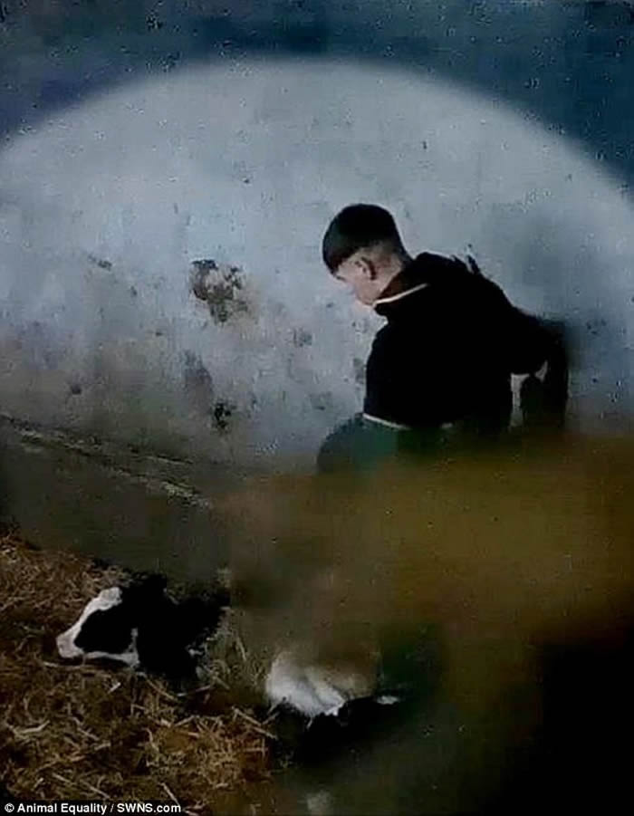 Ӣ����Ĭ���ؿ�19��ũ��ѧͽ��Ϊʧ������ţ����Ѫ����