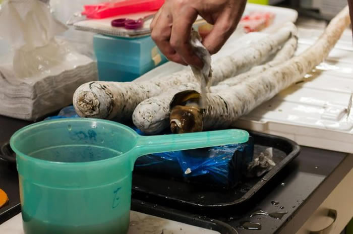 ��ѧ��ȡ���ܹܵĶ�����¶������ͷ����Ĵ����� / PHOTOGRAPH BY MARVIN ALTAMIA