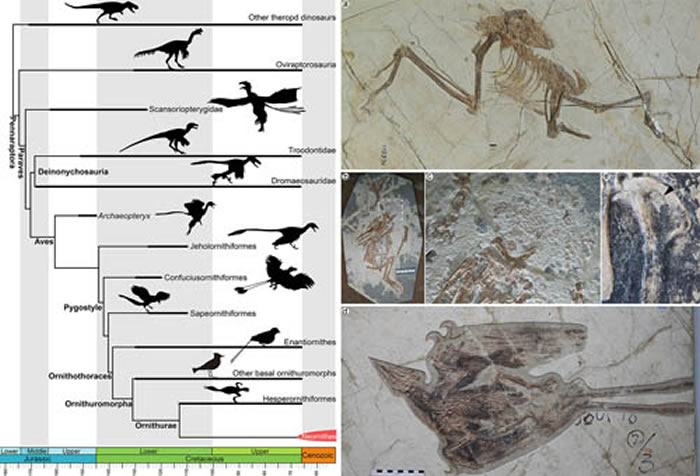 鸟类演化概述——基于不断发现的鸟类化石