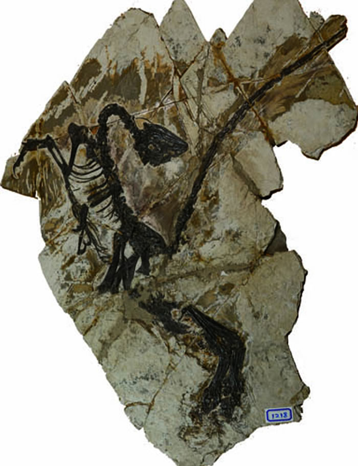 ���ϼ��껪����Jianianhualongs tengi���걾�����ǹ�ͼ��