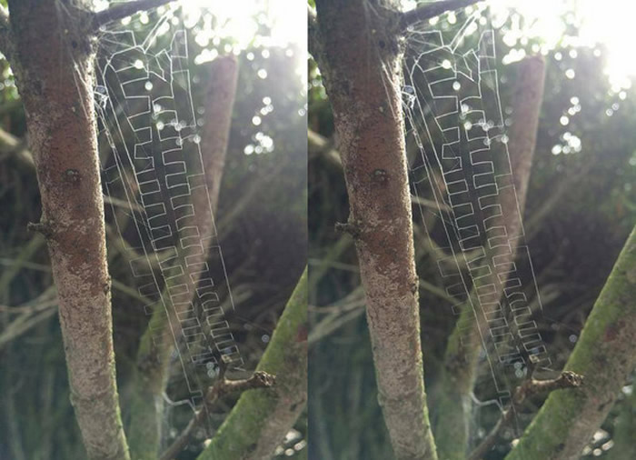 天生就是艺术家:蜘蛛编织出一张由许多“王”字组成的网