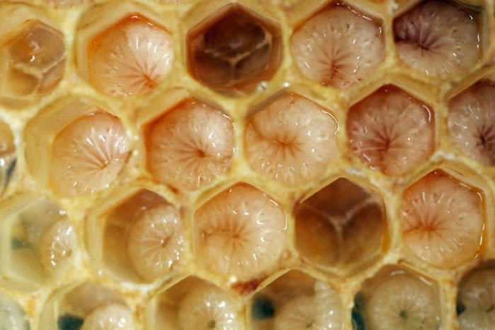 ��������ס�ڷ䳲�ﲢ�Է���Ϊʳ�� / PHOTOGRAPH BY AGENCJA FOTOGRAFICZNA CARO, ALAMY