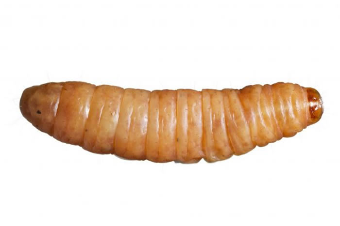 ������ĳЩ����Ƶ��׳棬�ձ�������������Ķ��ϡ� / PHOTOGRAPH BY DAVID LIITTSCHWAGER, NATIONAL GEOGRAPHI