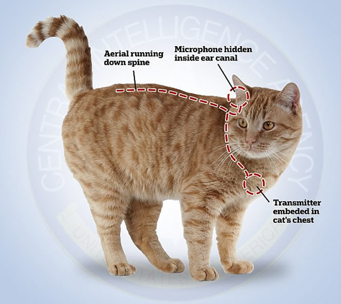 ά�����ܣ����������鱨�֣�CIA����ֲ����������Ļ�èȥ�ռ��з��鱨