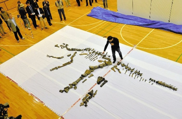 经考察后确认,化石属于鸭嘴龙科恐龙。